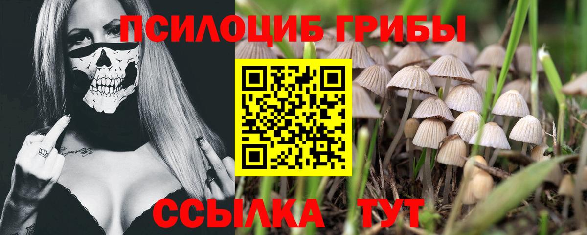 Псилоцибиновые грибы Psilocybe Алапаевск